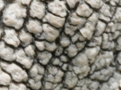 Pertusaria otagoana
