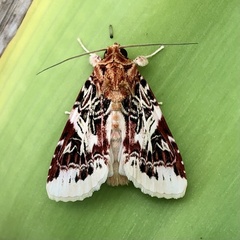 Spodoptera picta