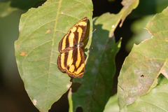 Pantoporia paraka