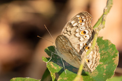 Junonia atlites atlites