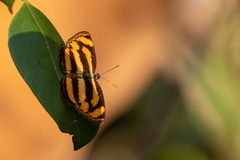 Pantoporia paraka