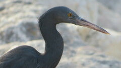 Egretta sacra