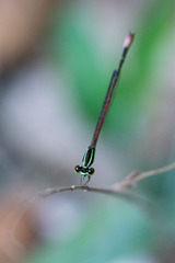 Argiocnemis rubescens