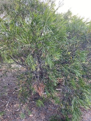 Acacia floribunda