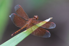 Neurothemis fluctuans