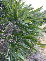 Acacia floribunda