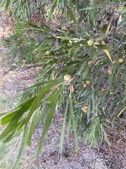 Acacia floribunda