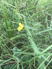 Chamaecrista mimosoides