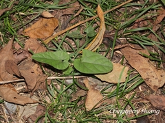 Aristolochia shimadae