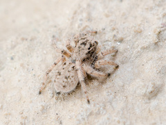 Aelurillus concolor