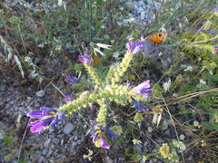 Echium vulgare pustulatum