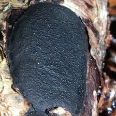 Biscogniauxia capnodes