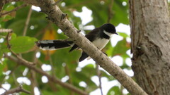 Rhipidura javanica