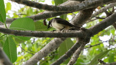 Rhipidura javanica