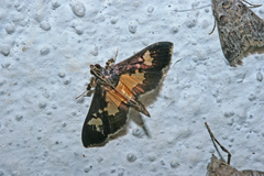 Salbia zena