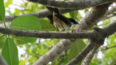 Rhipidura javanica