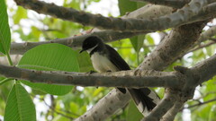 Rhipidura javanica