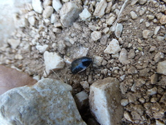 Loboptera decipiens
