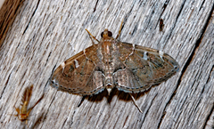 Lamprosema