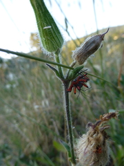 Rhynocoris iracundus