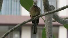 Geopelia striata