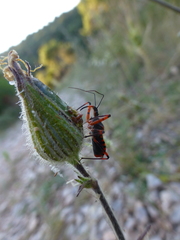 Rhynocoris iracundus
