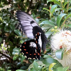 Papilio aegeus aegeus