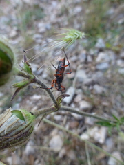 Rhynocoris iracundus