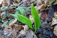 Allium ursinum