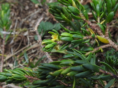 Thymelaea calycina