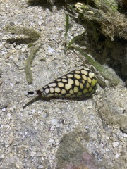Conus marmoreus