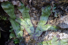 Conocephalum conicum