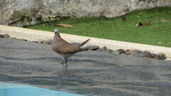 Streptopelia tranquebarica