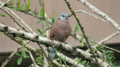 Streptopelia tranquebarica