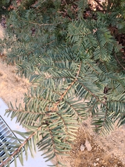 Taxus cuspidata