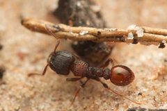 Tetramorium impressum