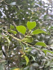 Symplocos shilanensis