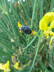 Oxythyrea