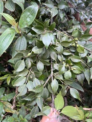 Symplocos shilanensis