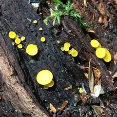 Calycina claroflava