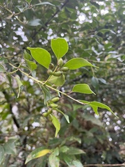 Symplocos shilanensis