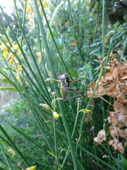 Eupholidoptera schmidti
