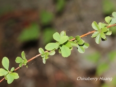 Spiraea prunifolia pseudoprunifolia