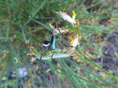 Eupholidoptera schmidti