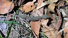 Diplodactylus vittatus