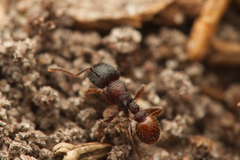 Tetramorium impressum