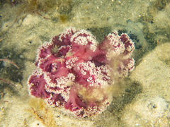 Dendronephthya australis