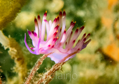 Flabellina