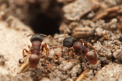 Tetramorium impressum