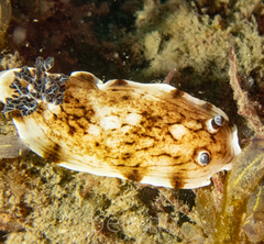 Aphelodoris varia